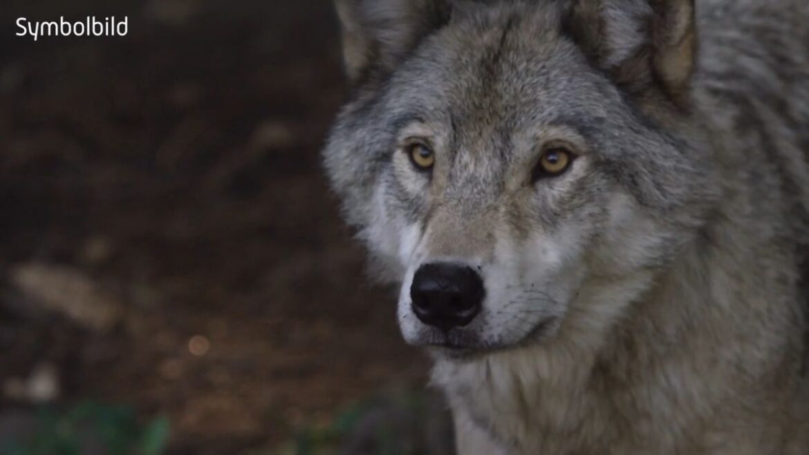Wolf greift Frau in Hamburg an: Schicksal des Tieres unklar