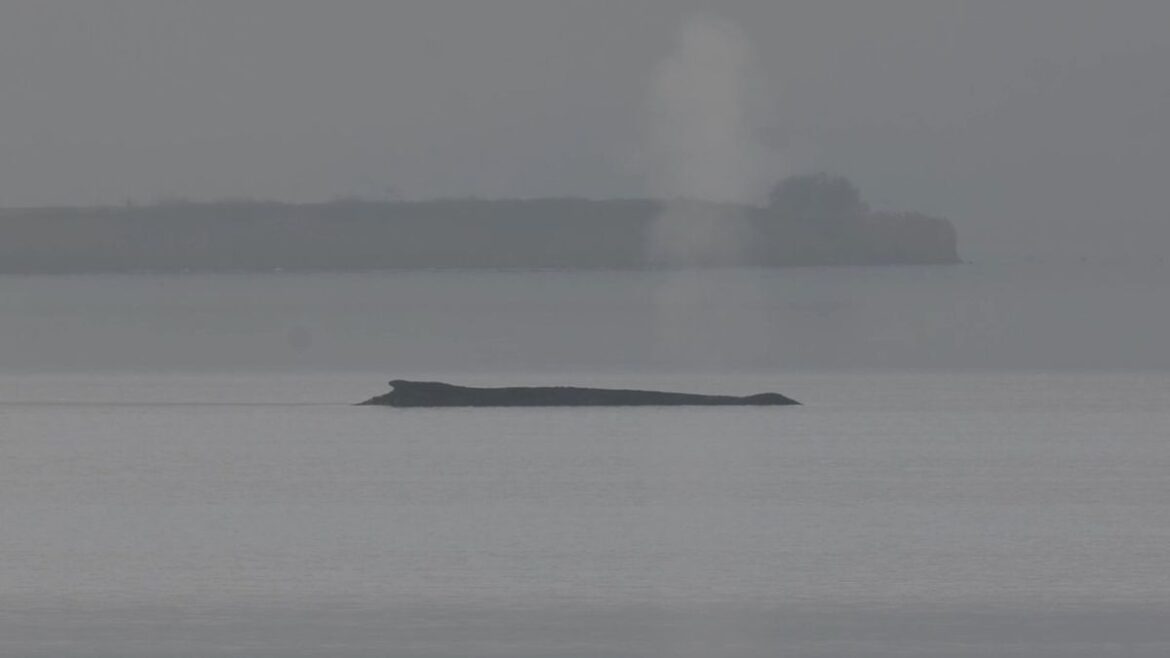 Buckelwal erneut in der Ostsee gestrandet
