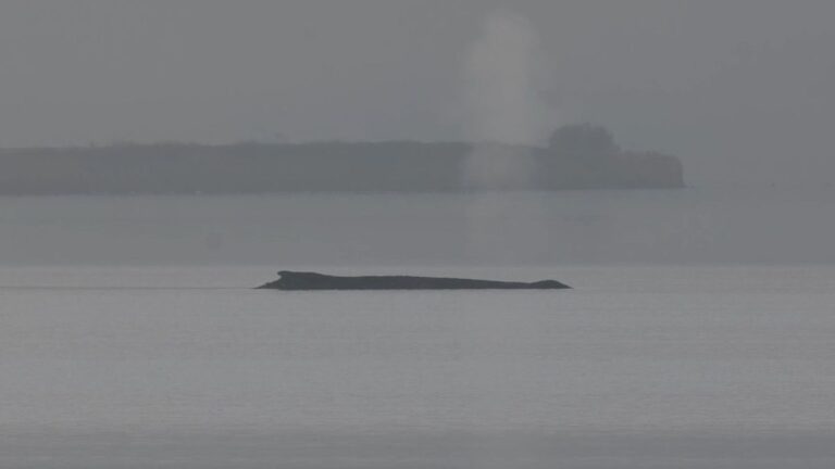 Buckelwal erneut in der Ostsee gestrandet