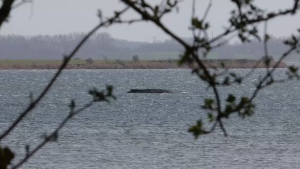Neue Hoffnung für gestrandeten Buckelwal vor Poel