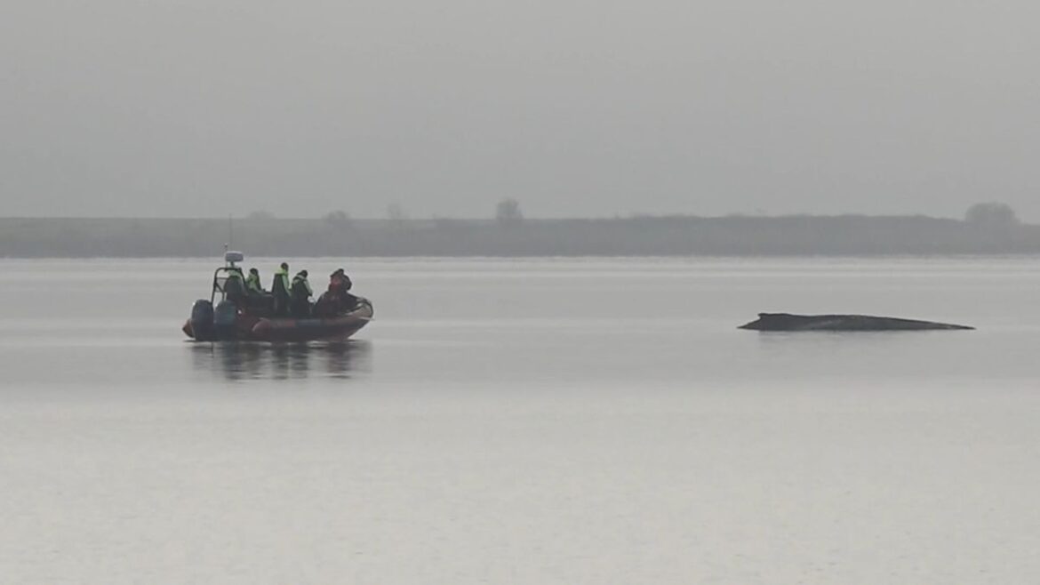 Buckelwal in der Ostsee: Rettungsversuche eingestellt