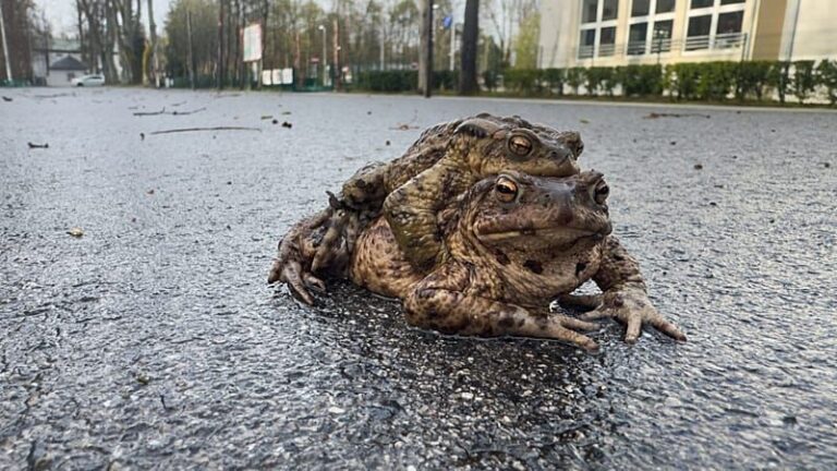 Frosch-Patrouille und kletternde Fische: Naturwunder im Frühling