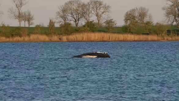 Chaos und Konflikte bei der Walrettung vor Poel