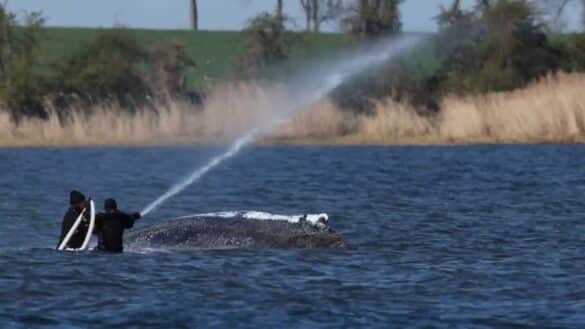 Wal vor Poel: Rettungsversuche gehen weiter