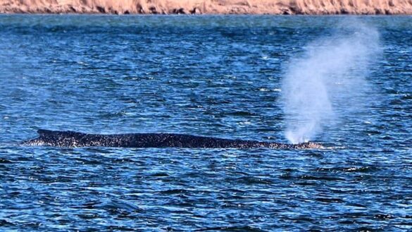 Buckelwal Timmy bleibt in flachem Wasser der Ostsee gefangen