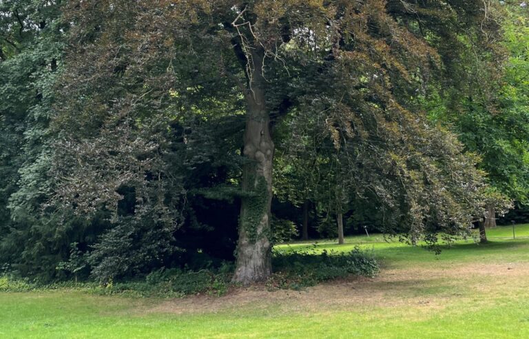 Nicht mehr standfest und verkehrssicher - alte Rotbuche im Bürgerpark muss gefällt werden./ Foto: OSB, Armin Feiler in Sonnenhügel