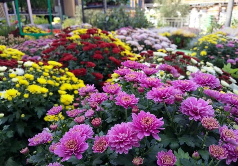 Blumen im