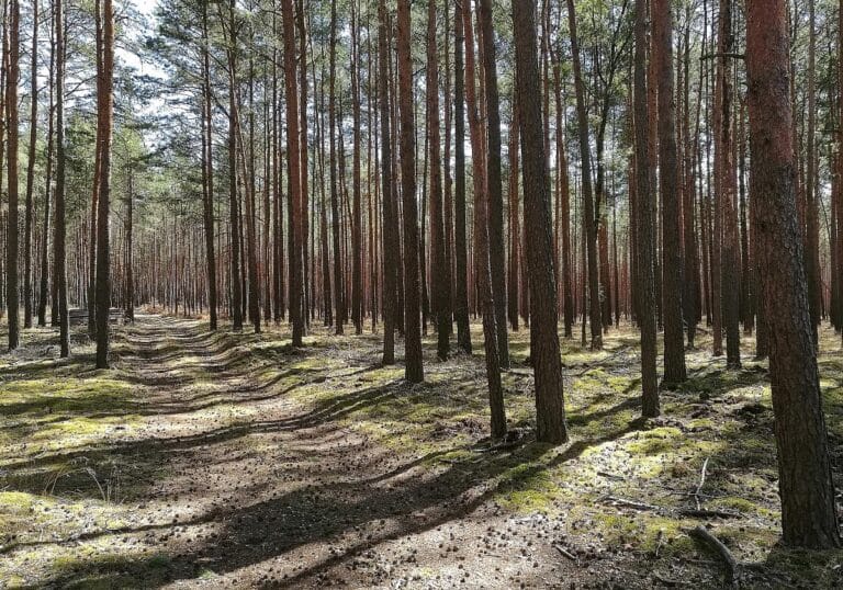 Wald (Archiv)