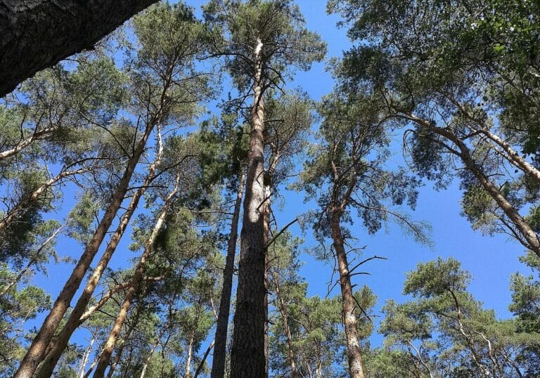 Wald (Archiv)