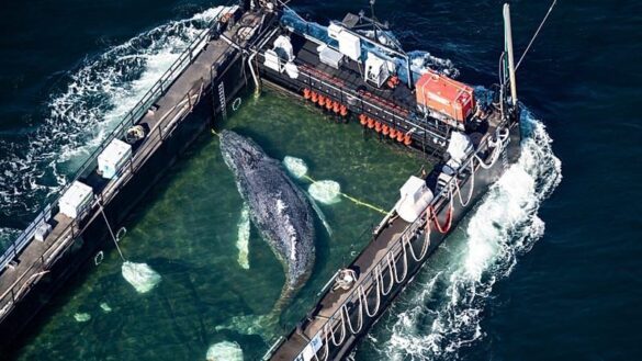 Rettungsaktion für Buckelwal Timmy vor der Nordsee gestoppt