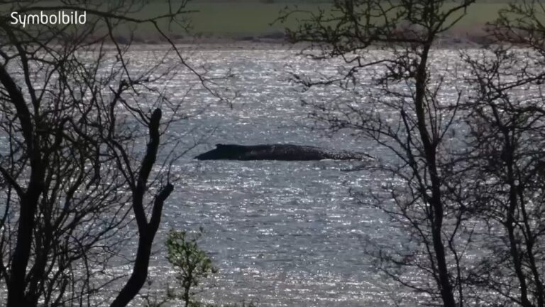 Toter Wal vor dänischer Insel entdeckt