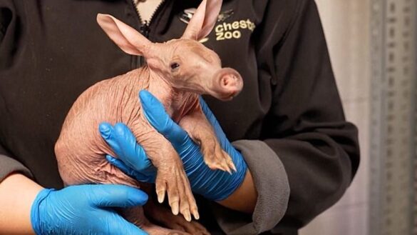 Erdferkel-Baby 'Womble' im Chester Zoo geboren