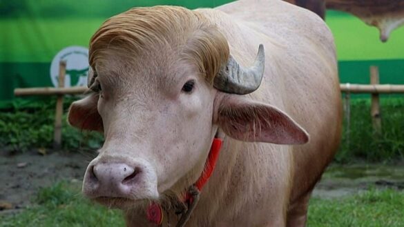 Albino-Büffel „Donald Trump“ begeistert Besucher in Bangladesch