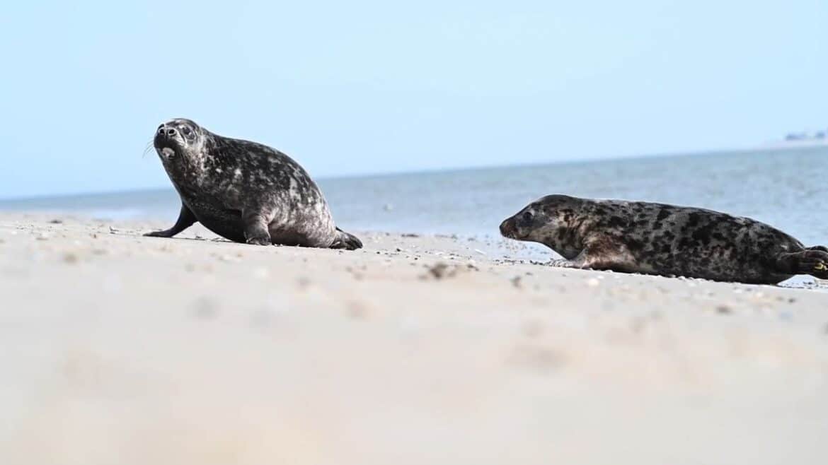 Zwei Kegelrobben erfolgreich auf Juist ausgewildert