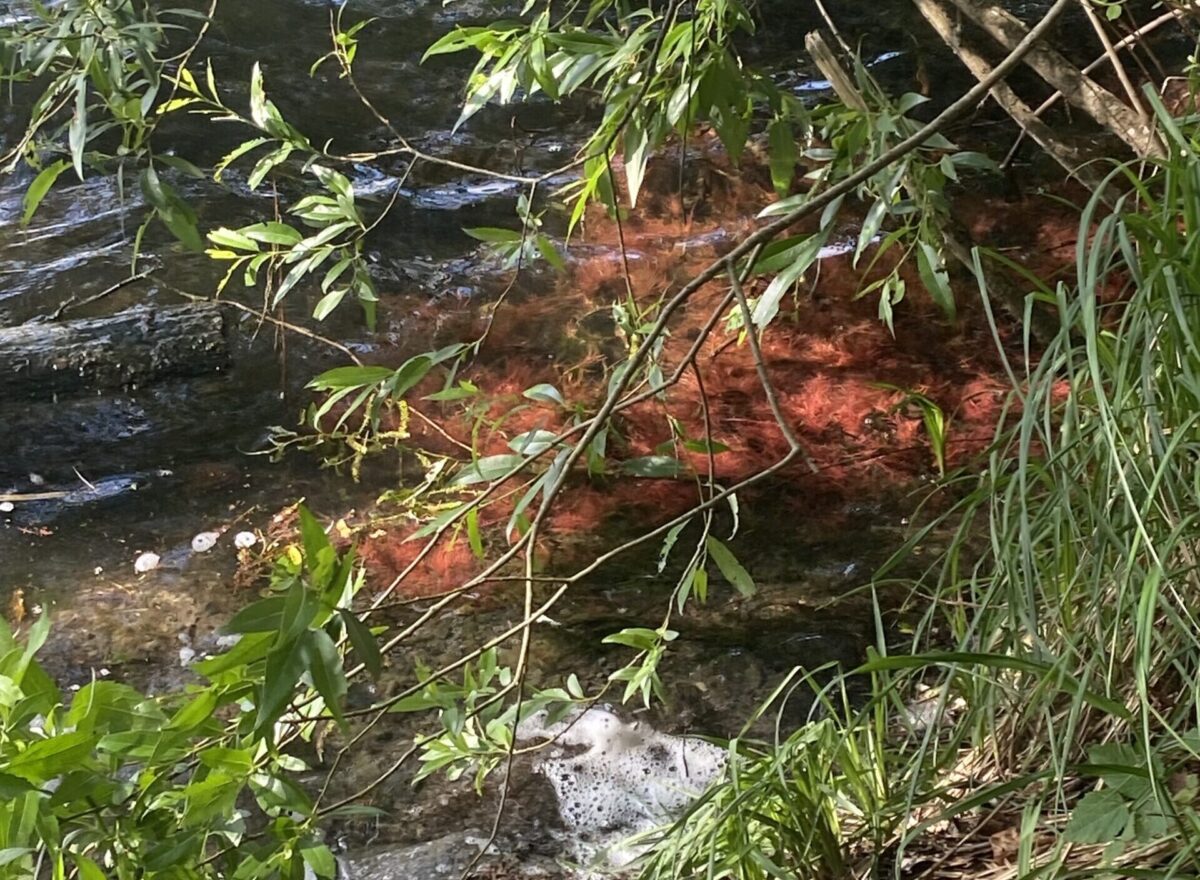 Rote Verfärbung im Osnabrücker Rubbenbruchsee: Deshalb gibt es keine Wasseruntersuchung rote Verfärbung im Rubbenbruchsee