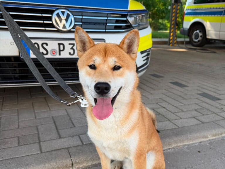Wer vermisst diesen Shiba Inu in Osnabrück Eversburg?