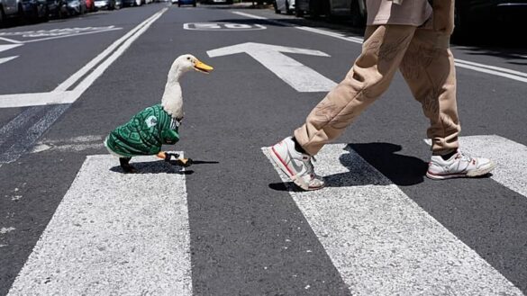 Ente Merlin wird zum viralen WM-Star in Mexiko