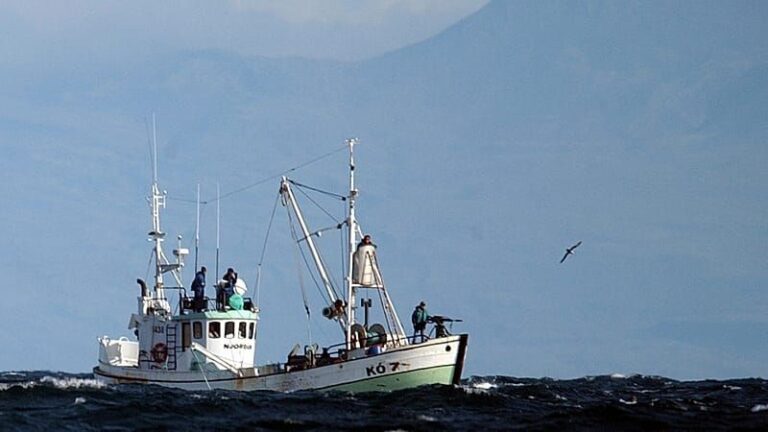 Island nimmt Walfang wieder auf: Erste Wale getötet