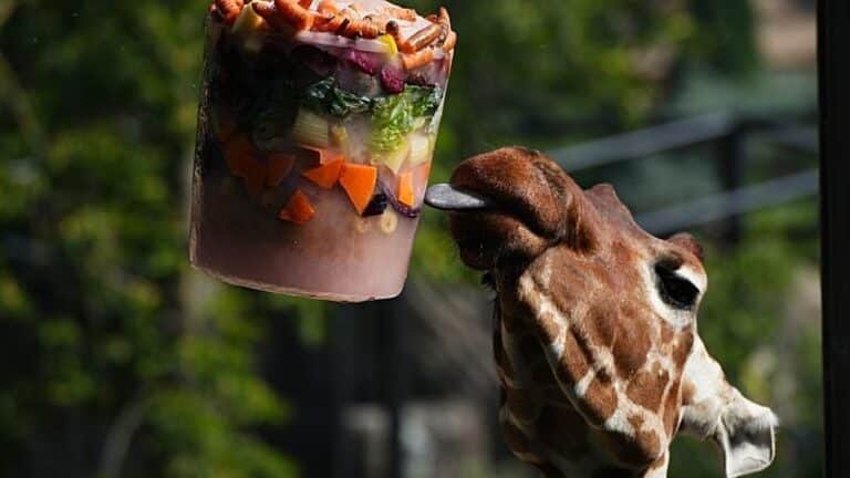 Zoos kühlen Tiere mit Eissnacks und Schatten in Hitzewelle