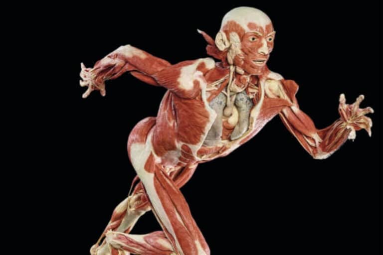 Gunther von Hagens hat die "Körperwelten"- Ausstellung geschaffen. / Foto: Körperwelten