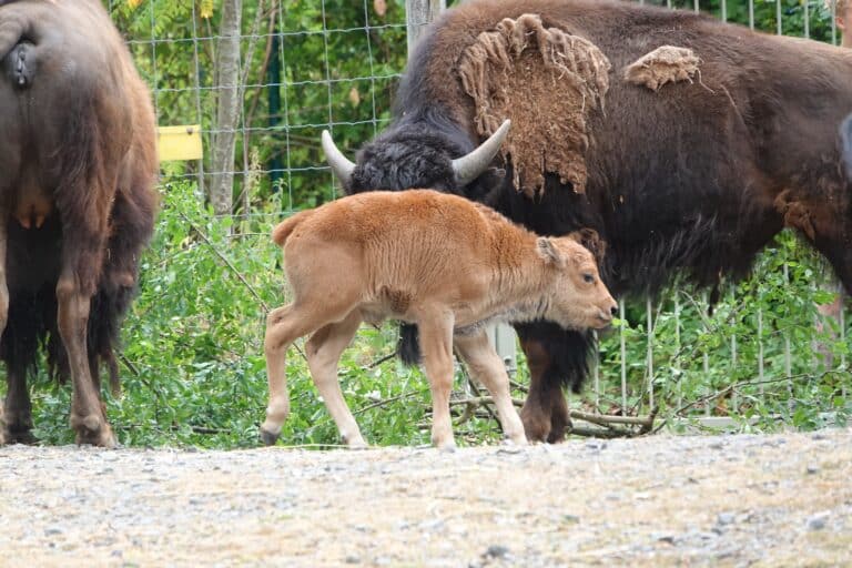 Das Bisonkalb läuft viel bei Mutter Kunigunde mit. / Foto: Lara Tönnes in Schölerberg