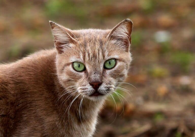 Katze (Archiv)