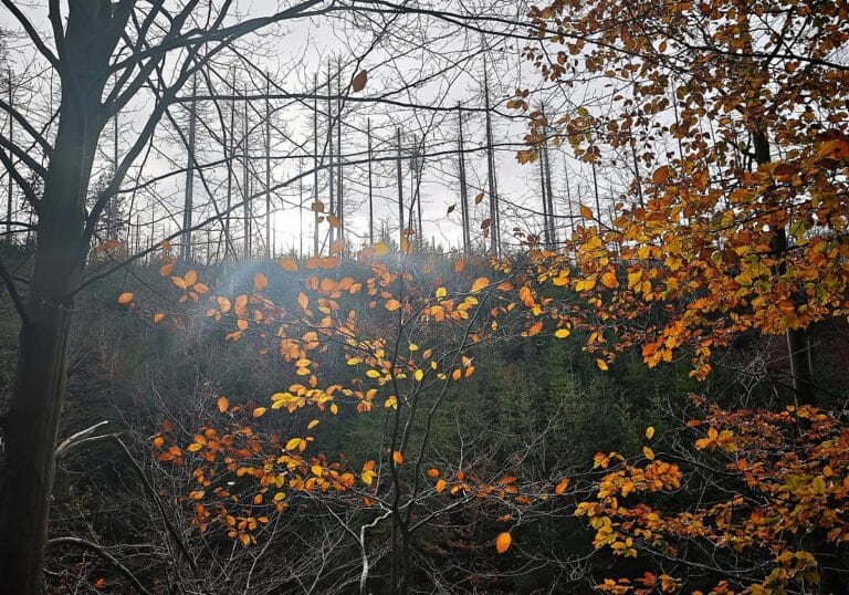 Herbstlicher Wald
