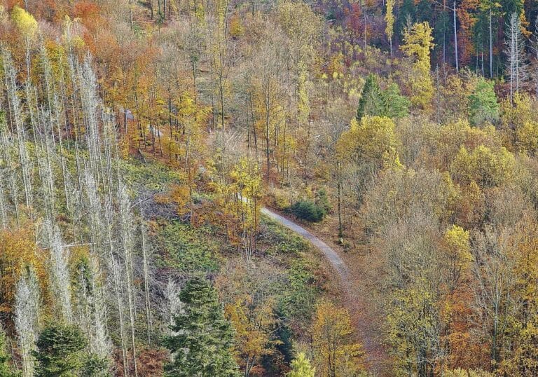 Wald (Archiv)