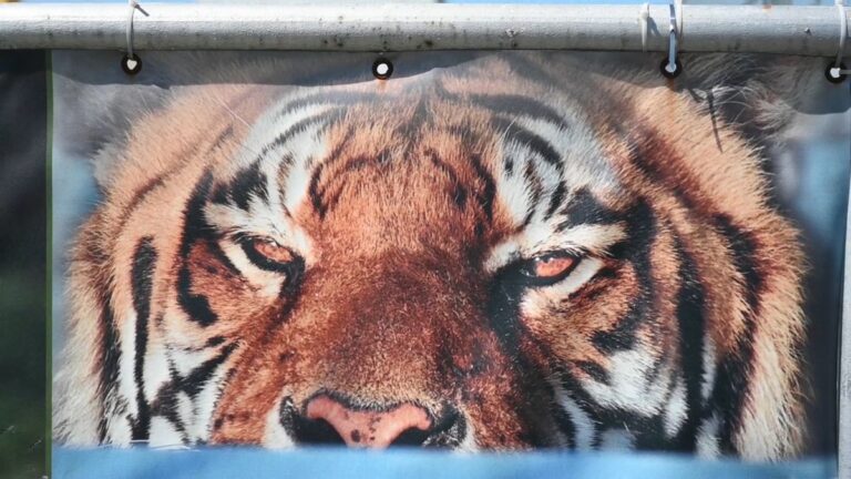 Tierpfleger stirbt zwei Monate nach Tigerangriff bei Leipzig