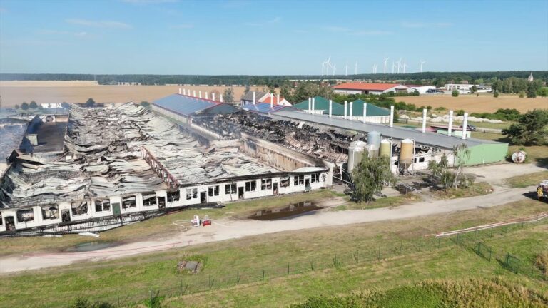 Großbrand in Coswig: 20.000 Schweine sterben