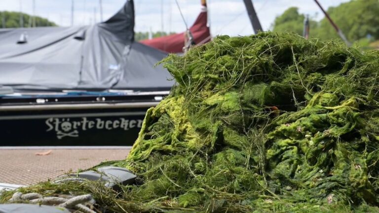 Wasserpest in Hessen: Vereine kämpfen gegen Plage