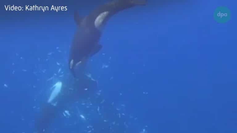 Orcas zerlegen Mondfische durch gezielte Rammstöße