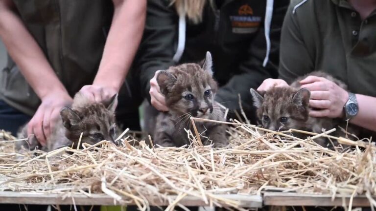 Puma-Drillinge im Tierpark Ströhen erkunden Freigehege
