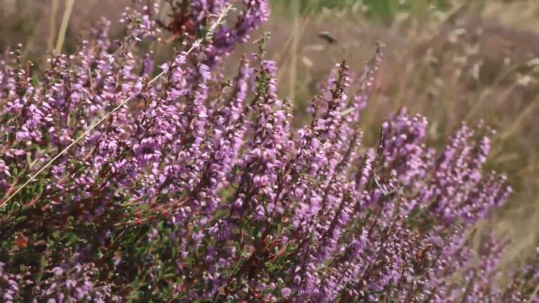 Heideblüte in der Lüneburger Heide beginnt früher als üblich