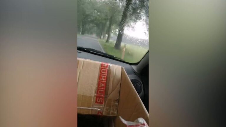 Mutter und Tochter entkommen Baumsturz auf B5 unverletzt