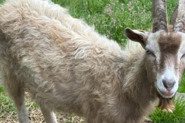 Ziegenbock Fiete. / Foto: Polizei Osnabrück in Melle