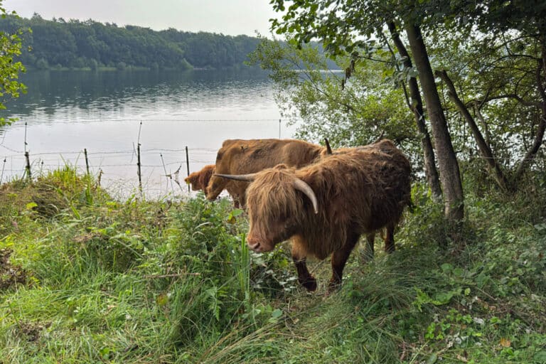 Hochlandrinder / Foto: Monika Nestmann in Eversburg