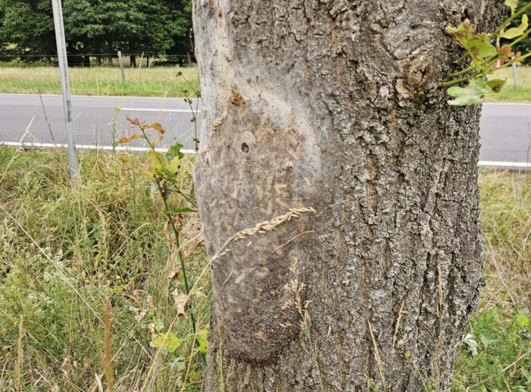 Sind in diesem Sommer weit verbreitet: Eichenprozessionsspinner. Foto: Thilo Richter in Melle