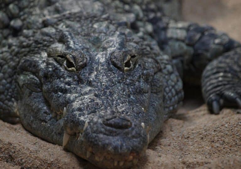 Krokodil (Archiv)