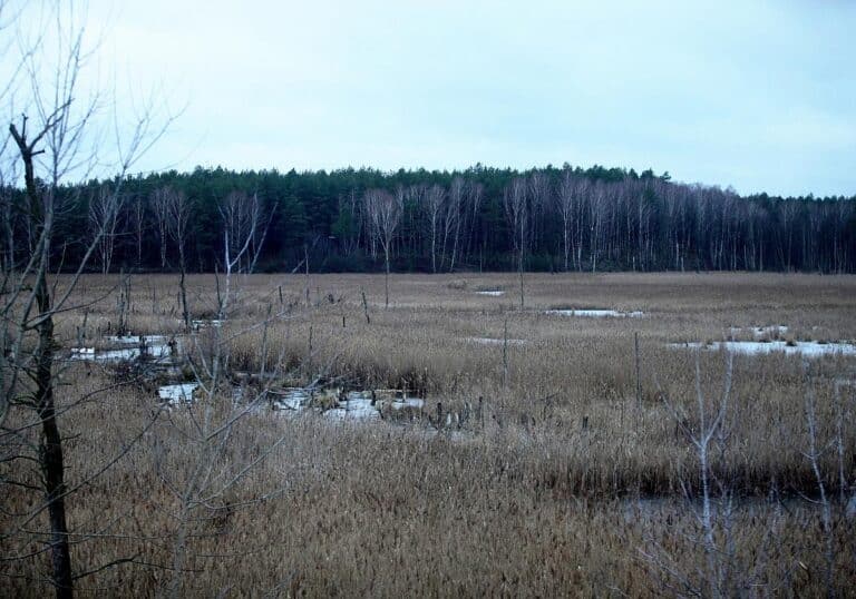 Moorlandschaft (Archiv)