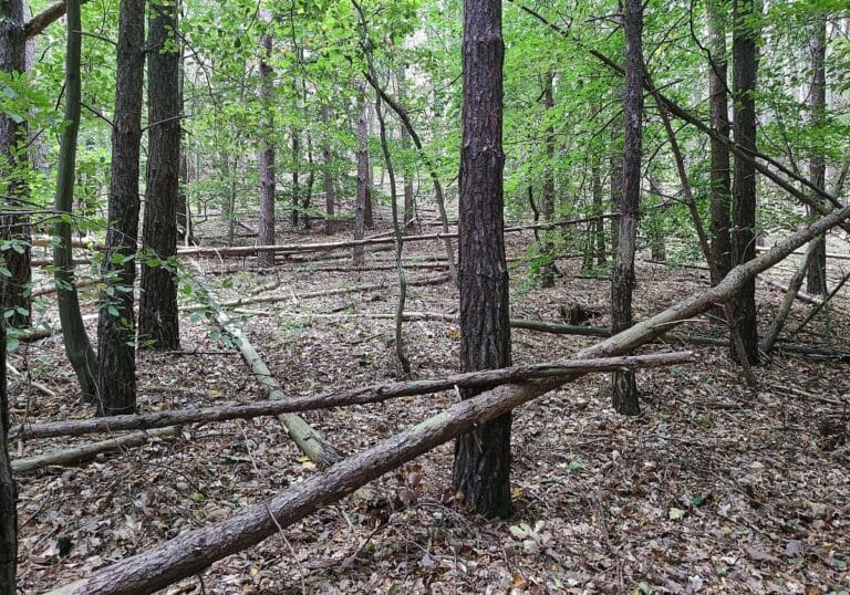 Wald (Archiv)