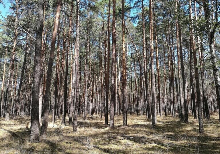 Wald (Archiv)