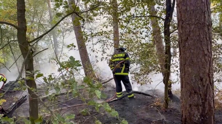 Waldbrände in Deutschland: Einsatzkräfte kämpfen in mehreren Regionen