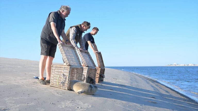 Erste Heuler in die Nordsee entlassen