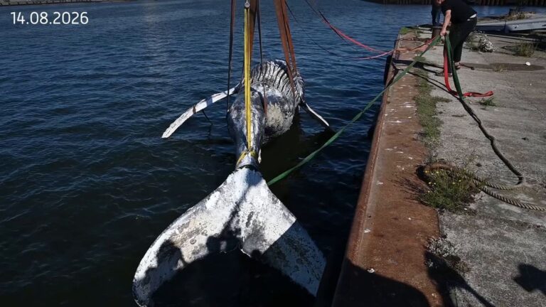 Todesursache des Buckelwals im Greifswalder Bodden geklärt