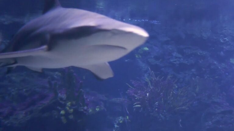 Berliner Aquarium nach Sanierung wieder geöffnet