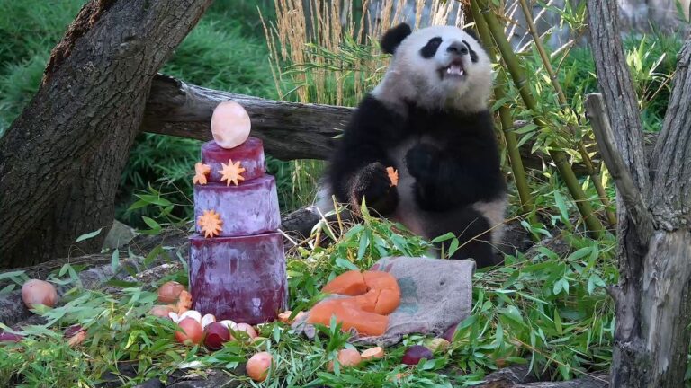 Panda-Zwillinge Leni und Lotti feiern zweiten Geburtstag