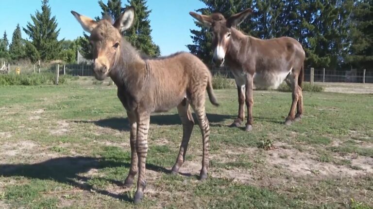 Giraffe Gaia zieht aus Dresden nach Belgien um