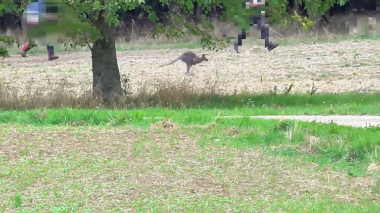 Känguru auf Schwäbischer Alb ausgebüxt