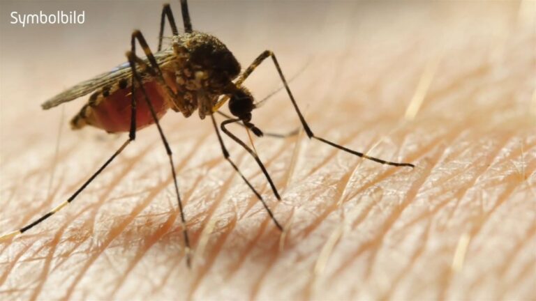 Malaria-Fälle in Frankfurt: Behörde rät zu Mückenschutz